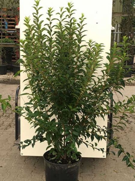 Forsythie „Week-End®“ (Forsythia intermedia „Week-End®“), buschiger Strauch im Containertopf C20, 125–150 cm, grün belaubt.