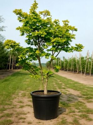 Japanischer Gold-Ahorn - Acer shirasawanum 'Aureum' - Baumschule NewGarden