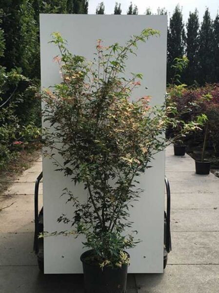 Japanischer Fächer-Ahorn Acer palmatum 'Asahi-zuru', ca. 125–150 cm, im Container C35 mit buschigem Wuchs und grün-rötlichem Laub