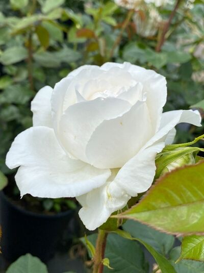 Edelrose 'Annapurna' / Edelrose 'Annapurna'