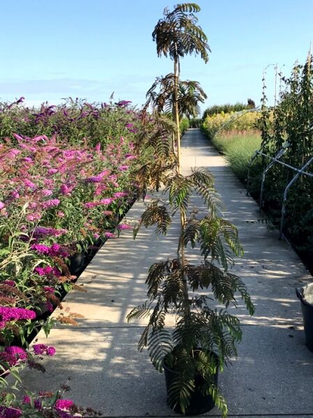 Seidenbaum 'Chocolate Fountain' / Albizia julibrissin 'Chocolate Fountain'