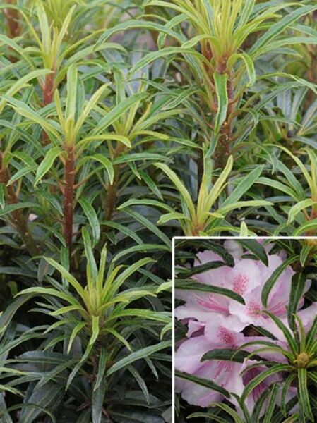 Rhododendron 'Filigran' / Rhododendron ponticum 'Filigran'