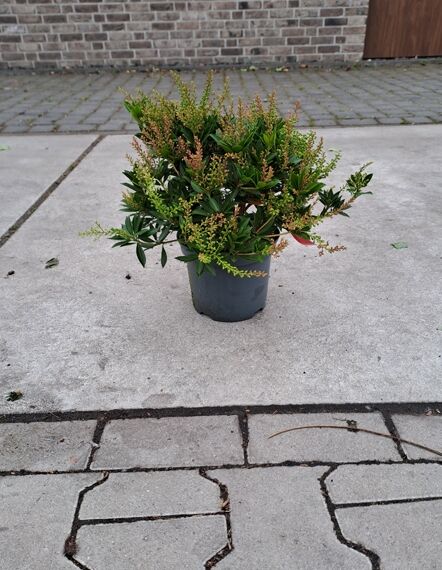 Pieris japonica 'Purity' / Japanische Lavendelheide 'Purity', 25-30 cm, C3, kompakter Strauch im Topf mit grünem Laub und Knospen