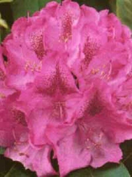 Rhododendron 'Constanze' / Rhododendron Hybride 'Constanze'