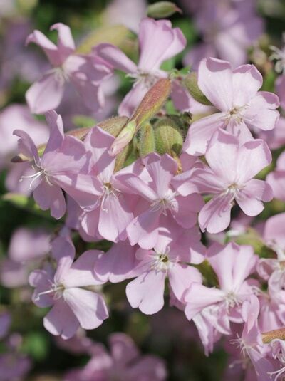Garten-Herbst-Seifenkraut 'Max Frei' / Saponaria lempergii 'Max Frei'