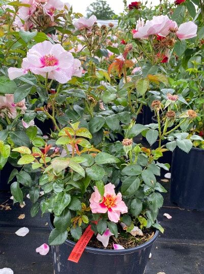 Rosa 'SEE YOU ® in red' / Beetrose 'SEE YOU ® in red' C5 im Topf mit rosa Blüten und grünem Laub