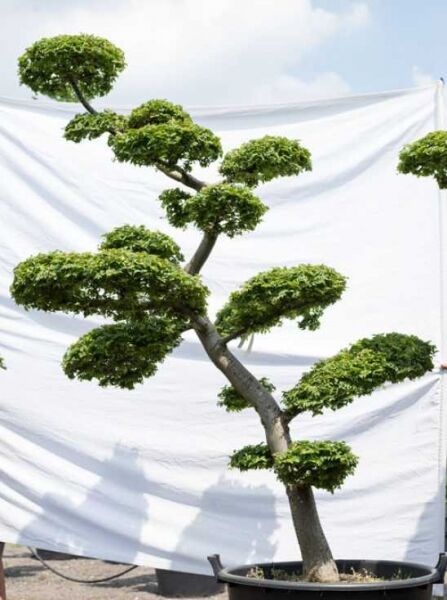 Ulmus minor 'Jacqueline Hillier' H: 230 cm B: 150 cm / Garten-Bonsai (596)