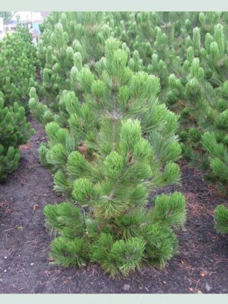 bosnische Kiefer 'Satellit' / Pinus heldreichii 'Satellit'