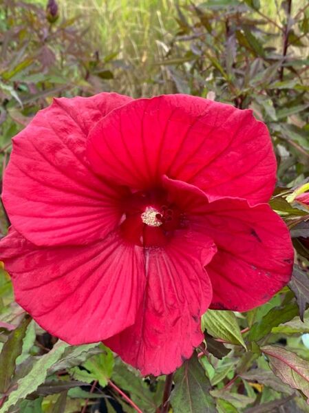Hibiscus moscheutos 'Fireball ®' / Sumpf-Eibisch 'Fireball ®'