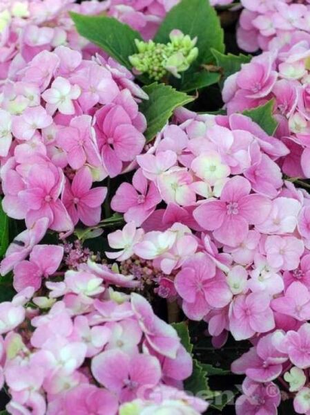 Hydrangea macrophylla 'Messalina ®' / Teller-Hortensie 'Messalina ®' mit rosa-weißen Blütentellern und grünen Blättern.