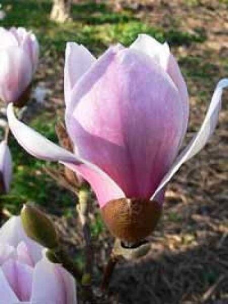 Magnolia 'Satisfaction' / Großblütige Säulen-Magnolie