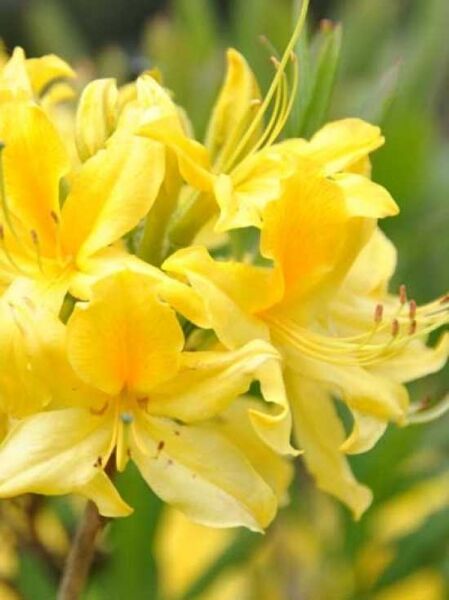 Azalea luteum 'Pontica' (Knap-Hill) / Laubabwerfende Azalee 'Pontica'