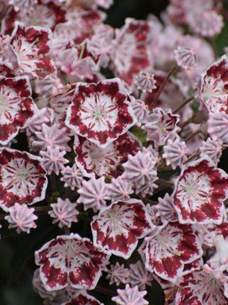 Kalmia myrtifolia 'Minuet' / Lorbeerrose 'Minuet' / Berglorbeer 'Minuet'