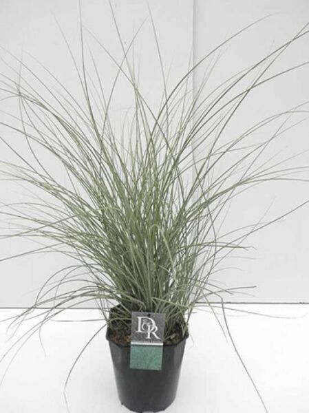 Miscanthus sinensis 'Morning Light' / Weißbuntes Chinaschilf 'Morning Light' C5 im schwarzen Topf mit schmalen, hellgrünen Halmen