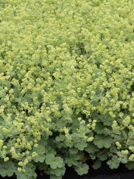 Kaukasischer Frauenmantel / Alchemilla caucasica