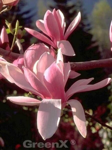Großblumige Magnolie 'Royal Crown' / Magnolia 'Royal Crown'