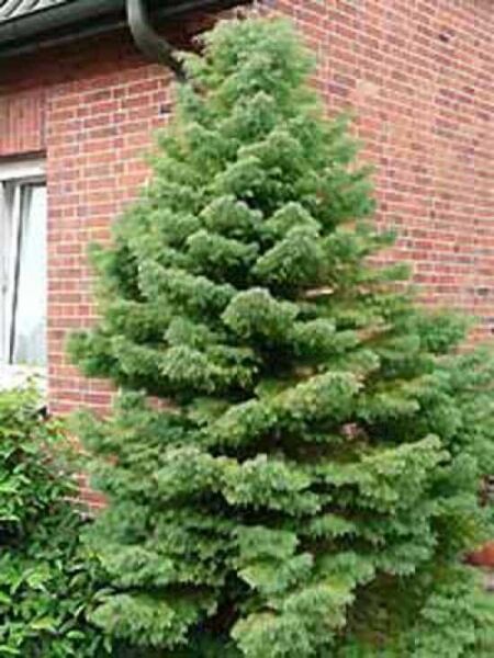 Sicheltanne 'Elegans'  / Cryptomeria japonica 'Elegans'