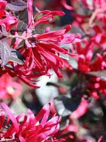 Loropetalum chinense 'Pipa's Red' / Riemenblüte 'Pipa's Red'