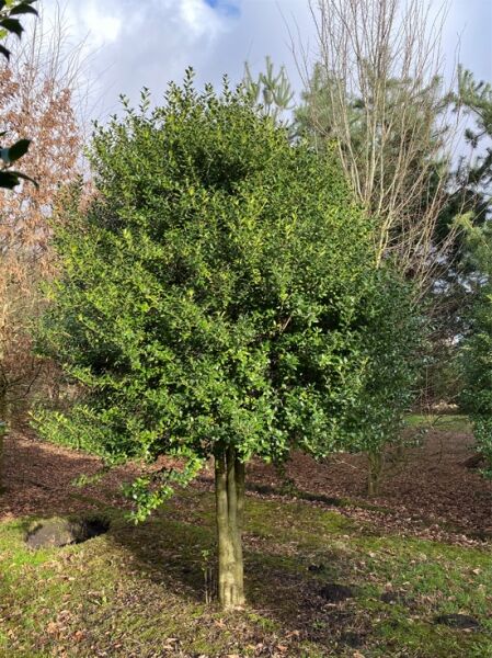 Stechpalme 'Washington' (Nr.309) / Ilex 'Washington' 200 cm breit x 400-450 cm hoch
