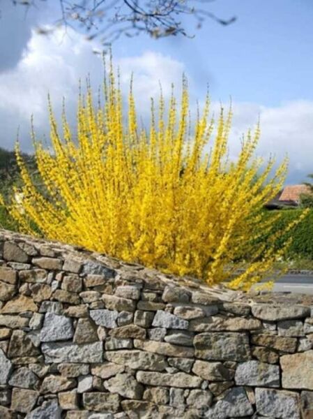 Forsythie 'Lynwood Gold' / Goldglöckchen 'Lynwood Gold' / Forsythia intermedia 'Lynwood Gold'