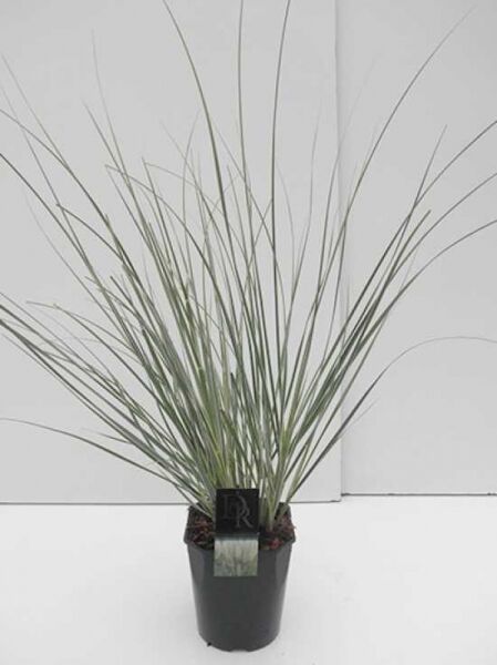 Mini-Silberpampas / Mini-Silberpampas