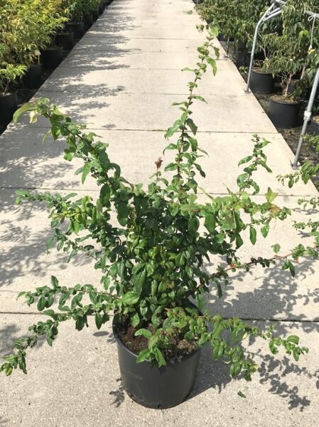 Chaenomeles speciosa 'Mango Storm' ® / Chinesische Zierquitte 'Mango Storm' ®