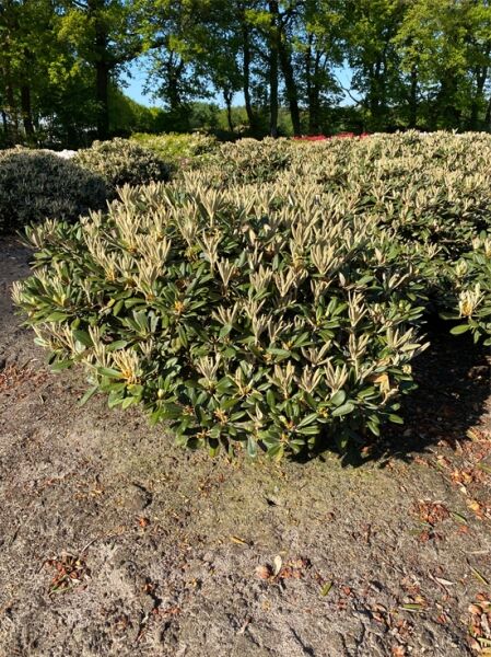 Rhododendron pachysanthum 'Silvervelours' / Rhododendron 'Silvervelours', Solitärstrauch mit silbrig behaarten Austrieben und dunkelgrünen Blättern
