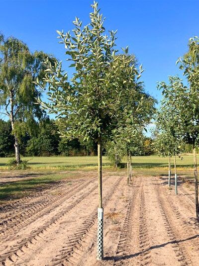 Malus domestica 'Cox Orange' (Apfel Cox Orange) Hochstamm 16-18 StU mit Drahtkorb, Baum mit Stamm und Krone im Feld.