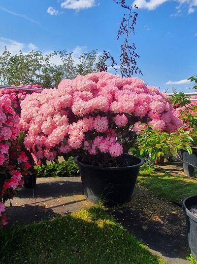 Rhododendron 'Schirmform' H: 150 cm B: 220 cm (546292) / Rhododendron 'Schirmform' H: 150 cm B: 220 cm (546292)