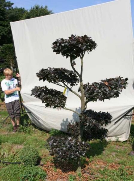 Garten-Bonsai (701118) / Fagus sylvatica 'Purpurea' H: 210 cm B: 150 cm