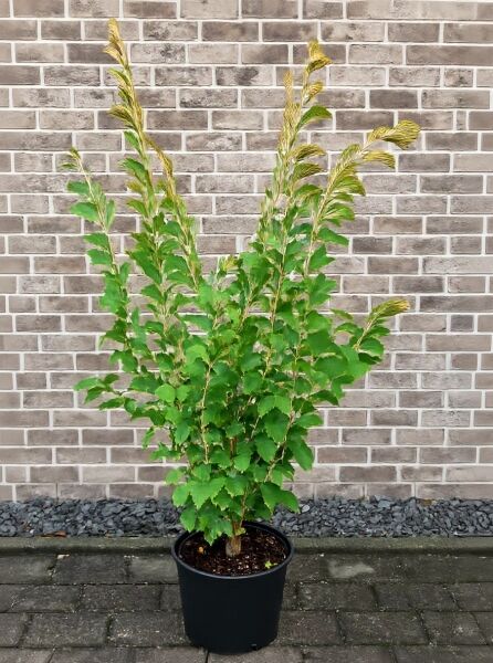 Rote Zaubernuss Hamamelis intermedia 'Feuerzauber' 125-150 cm C20, mehrtriebiger Strauch im schwarzen Pflanztopf mit grünem Laub.