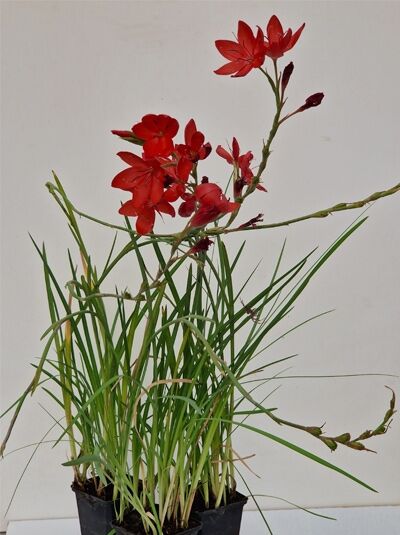 Schizostylis coccinea 'Major' / Roter Sumpf-Spaltgriffel 'Major' P9, rote Blüten an schlanken Stielen, grasartiges Laub im Topf