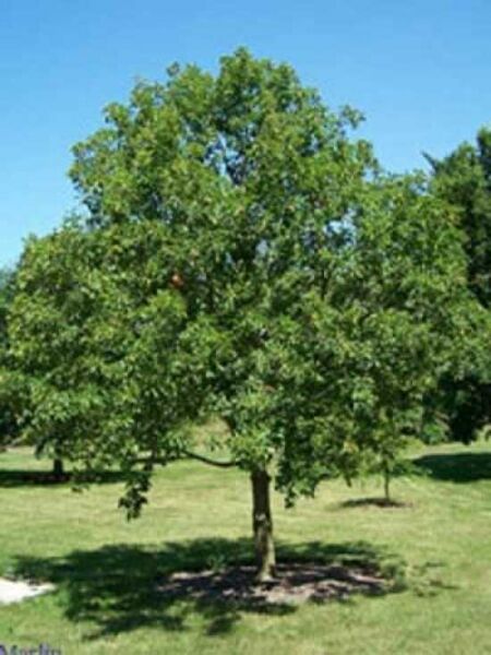 Aesculus glabra / Ohio-Rosskastanie
