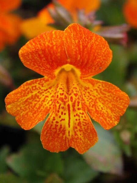 Gauklerblume 'Orange Glow' / Mimulus hybridus 'Orange Glow'