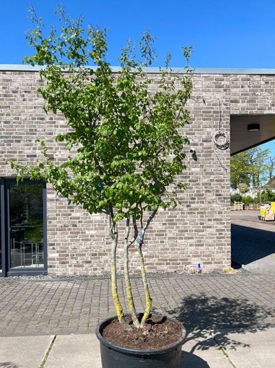 Eisenholzbaum 'Bella' merhstämmig 200-250 cm / Parrotia persica 'Bella' Schirmform (876221)