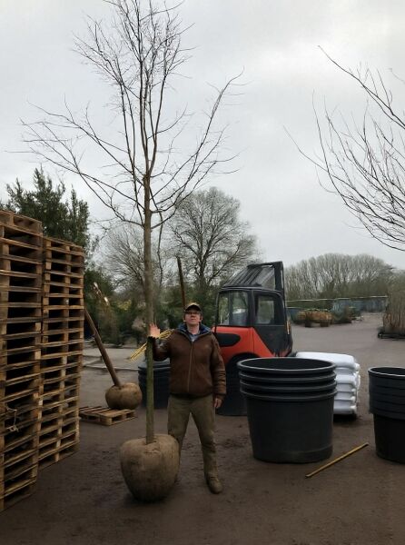 Malus 'Coccinella' / Zierapfel 'Coccinella' Hochstamm 16-18 StU mit Drahtballen, laubfreier Baum mit Ballenware.