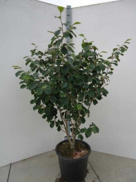Zaubernuss Hamamelis intermedia 'Westerstede', mehrstämmiger Strauch im Container C50, Höhe 150–175 cm, mit grünem Laub.