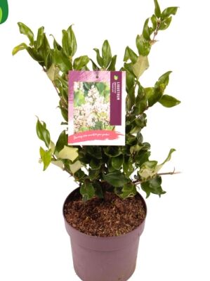 philodendron skeleton key Skeleton Key Pothos