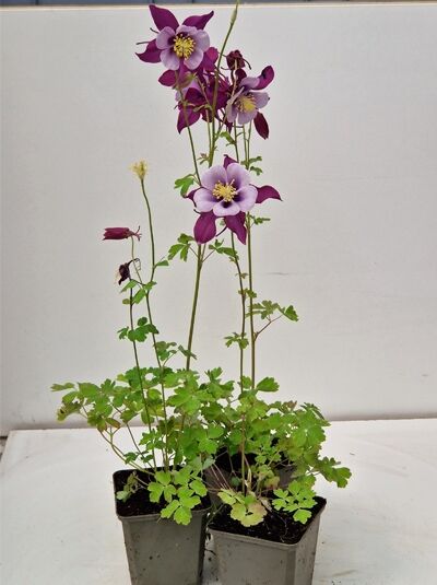 Akelei 'Vermont' / Akelei 'Vermont'