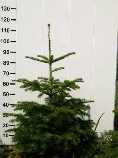 Abies nordmanniana / Nordmanns-Tanne / Kaukasus-Tanne