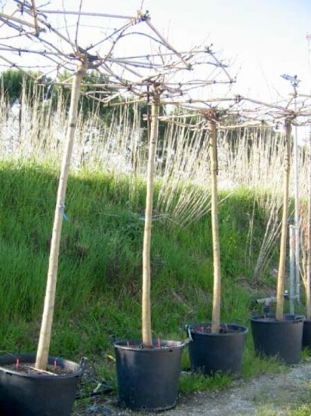 Morus alba 'Macrophylla' (platanifolia), Platanenblättriger Maulbeerbaum als Dachform im Container, Hochstamm, mehrtriebige Krone ohne Laub