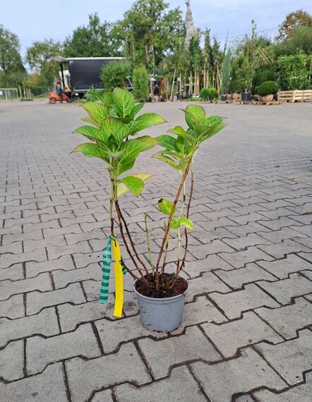 Bauern-Hortensie Hydrangea macrophylla 'Hobergine ®', 20–30 cm, im C2-Topf mit mehreren Trieben und grünen Blättern.