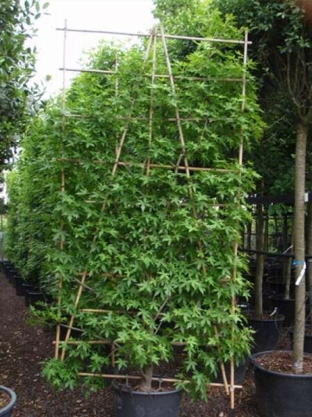 Amberbaum 'Worplesdon' / Amberbaum 'Worplesdon'