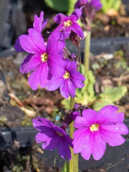 Primula amoena (Kaukasus Primel) mit violetten Blüten und gelber Mitte an aufrechtem Stiel, Nahaufnahme
