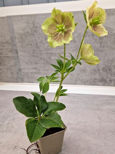 Getüpfelte Lenzrose 'White Spotted Lady' / Getüpfelte Lenzrose 'White Spotted Lady'