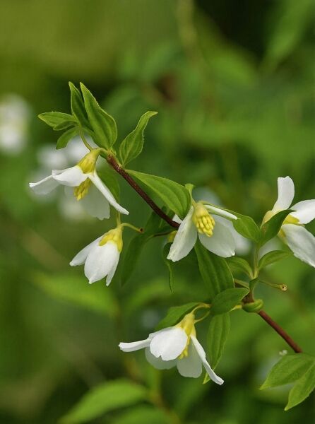 Philadelphus 'Erectus' (Pfeifenstrauch 'Erectus') Zweig mit weißen Blüten und grünen Blättern