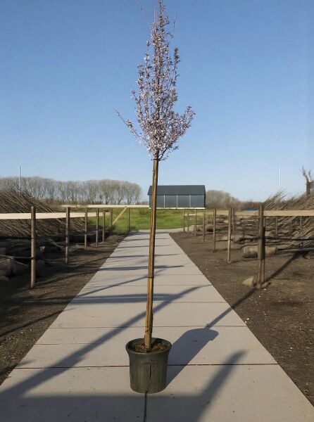 Prunus x hillieri 'Spire' / Zierkirsche 'Spire' Hochstamm 10-12 StU im Container, schlanker Stamm mit schmaler Krone