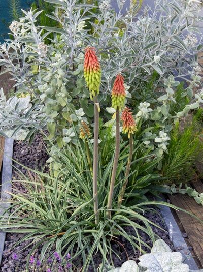 Fackellilie 'Fire Dance' / Kniphofia hirsuta 'Fire Dance'