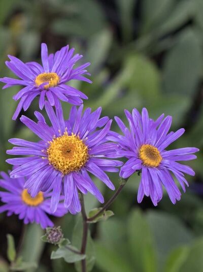 Sommer-Aster 'Grunder' / Aster amellus 'Grunder'
