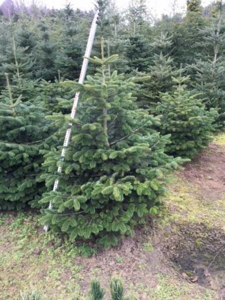 Abies nordmanniana / Nordmanns-Tanne / Kaukasus-Tanne